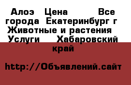 Алоэ › Цена ­ 150 - Все города, Екатеринбург г. Животные и растения » Услуги   . Хабаровский край